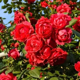 00033008_Роза Паулс Скарлет Климбер плетистая (Тат