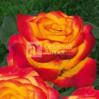 00037433_Роза Циркус флорибунда в коробке (Барнаул