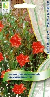 00038973_Гранат обыкновенный Оранжевый мастер 5шт (ПОИСК)