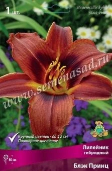 00037943_Лилейник гибридный Блэк Принц (ПОИСК)