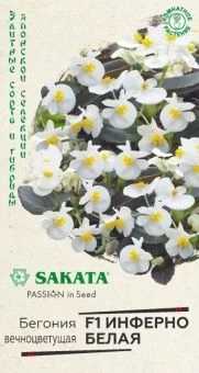 00040881_Бегония Инферно белая F1 4 шт Саката сери