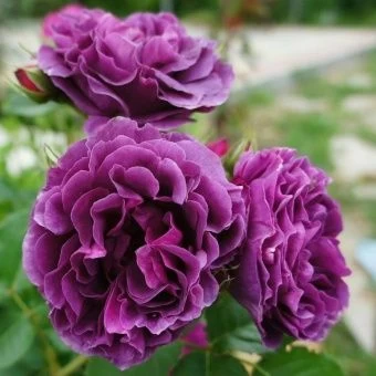 rose_Minerva_Floribunda_Siberika_3