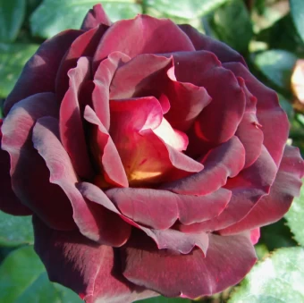 Снимок экрана 2024-12-16 111753