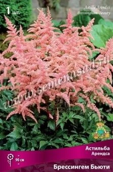 00037825_Астильба Арендса Брессингем Бьюти (ПОИСК)