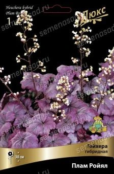 geihera_gibrid_plam_rouilal_kaper