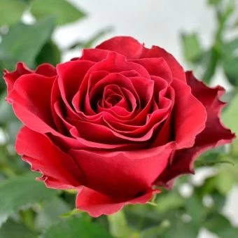 2pb1zke6ecojak5ghcsxikyzdq5n2n0k