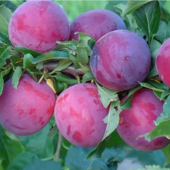 Снимок экрана 2025-12-19 111606