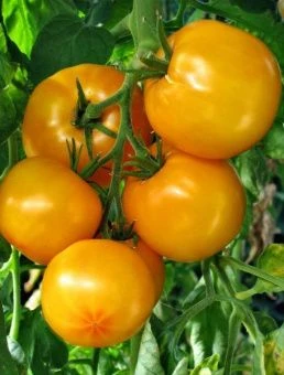 Томат Садко (Агросемтомс)