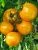 Томат Садко (Агросемтомс) Томат Садко (Агросемтомс)
