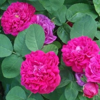 y8sckz8x28i8283gkmb2au11zw4b26vz