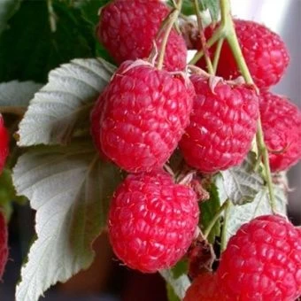 6a939910c3665683072e02a281d44216