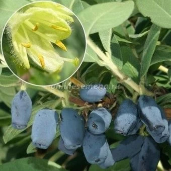 Жимолость съедобная Поклон Сибири  (ПОИСК)