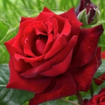 5105_roza_chajno-gibridnaya_ingrid_bergman_gl_auto_auto_jpg_5_80-1000x1000