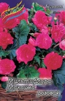 00036200_Бегония мультифлора Максима Розовая 5шт (