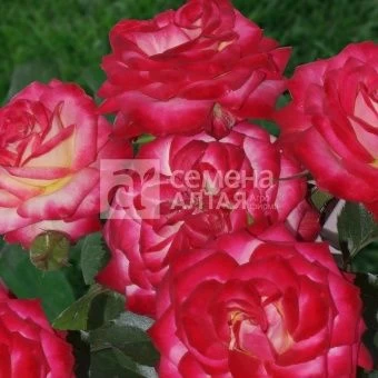 00032892_Роза Крейзи Вумен спрей в коробке (Барнау