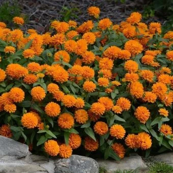 00041152_Цинния Захара Дабл Брайт Оранж Семена Про