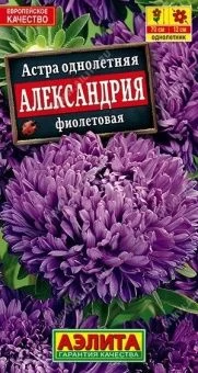 00014351_Астра Александрия фиолетовая (Аэлита)
