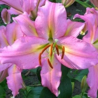 00038791_Лилия Колор Парад 5шт (КолорЛайн)