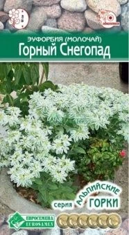 00041679_Эуфорбия (молочай) Горный снегопад окаймл