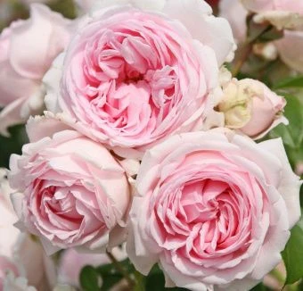 729883420_roza-parkovaya-vellenspiel