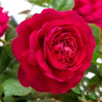 ej3zky7nlw3fnddpgo087u9xnshrkw0n