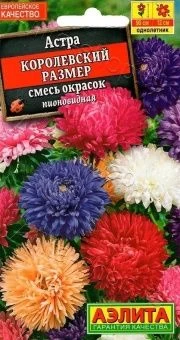 00022744_Астра Королевский размер смесь сортов (Аэ