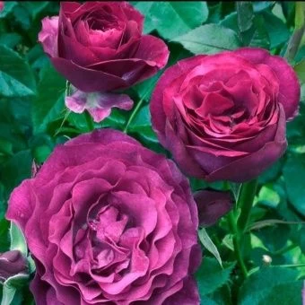 00043073_Роза Фиолетовая мечта патио (Барнаул)