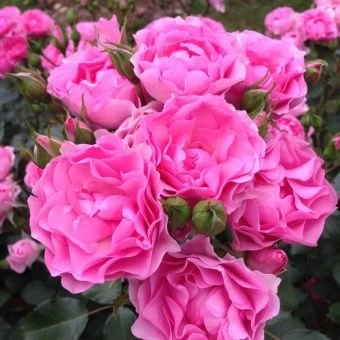 Plantnrelax-I-am-grateful-1000x1000