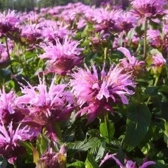 moranda_gibrid_beauty_of_kobem