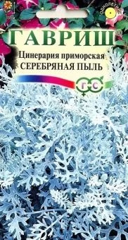 00007987_Цинерария приморская Серебряная пыль (Гав