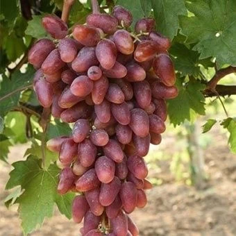 vinograd_plodoviy_dubovsky_rozovy