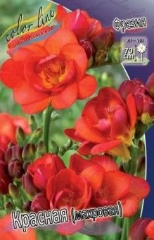 00027449_Фрезия  Красная махровая 10шт (КолорЛайн)