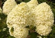 Большое поступление корневищных и саженцев от ТМ ПОИСК