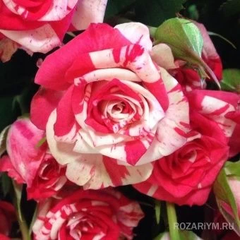 00043449_Роза Файер Воркс миниатюрная (Татарстан Р