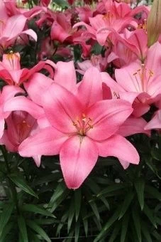 00035979_Лилия Арриба ЛА 7шт (КолорЛайн)