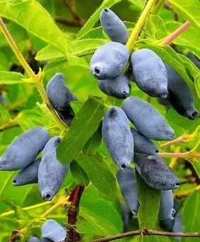 00028446_Жимолость съедобная Сластена (ПОИСК)