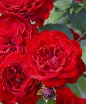 3e6ffae71c6cd8c370c1db3a44cf652c