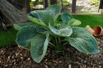 hosta_gibrid_leiksaid_meverik