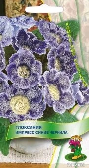 Глоксиния Импресс Синие чернила 5шт (ПОИСК)