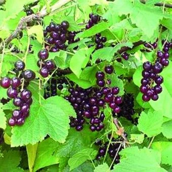 smorodina_krasnaya_viksne