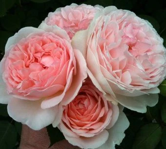 hql10w950cihn79y8thcxvegidmfsez2