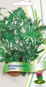 00033945_Филодендрон селло 3шт (ПОИСК)