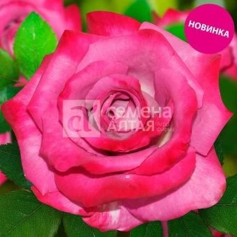 00037428_Роза Милано чайно-гибридная в коробке (Ба