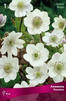 anemona_leveyla_kaper