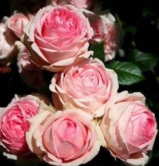 00043532_Роза Ферст леди шраб (Татарстан Розариум)