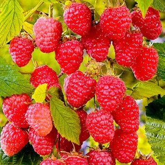 malina_avgustovskoe_chudo