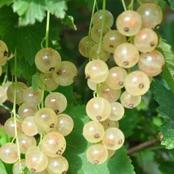 smorodina_belaya_bulon_belaya