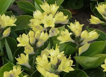 hosta_mirakl_lemoni_cvety