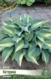 Hosta Catherine