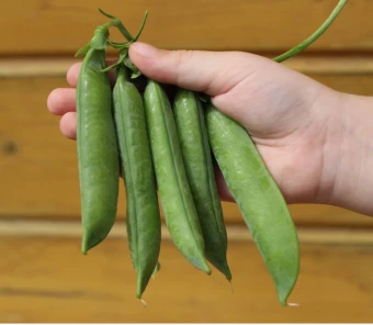 Горох Гигантище (Премиум Сидс)